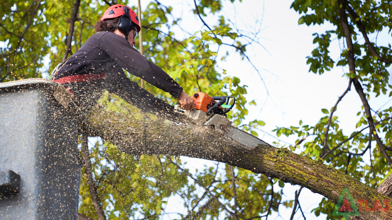 Expert Trimming Services